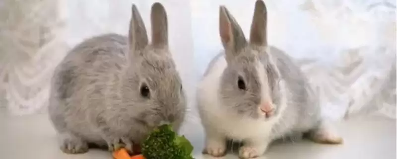 兔子为什么磨牙?了解兔子磨牙原因要知晓哪些兔子生理和行为习性要点?-会东网