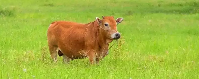 普通黄牛地方品种大集合:南阳牛、鲁西牛等的品种特点-会东网