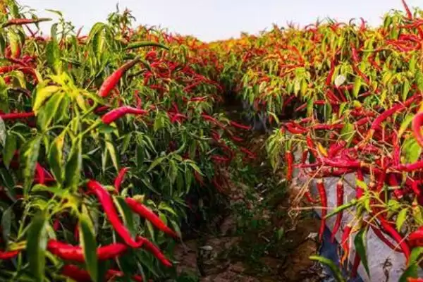 秋冬茬辣椒低产原因剖析:根系、肥水、光照不良等因素插图2 秋冬茬辣椒低产原因剖析:根系、肥水、光照不良等因素插图2