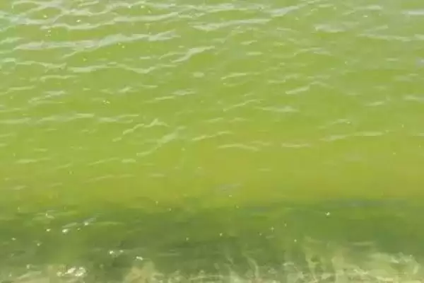 鱼塘倒藻原因及防治办法是啥?倒藻防治与养鱼方法要点?插图4 鱼塘倒藻原因及防治办法是啥?倒藻防治与养鱼方法要点?插图4