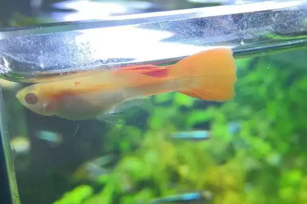 小孔雀鱼变色过程是怎样的?小孔雀鱼变色知识与养鱼重点细节分享?插图3 小孔雀鱼变色过程是怎样的?小孔雀鱼变色知识与养鱼重点细节分享?插图3