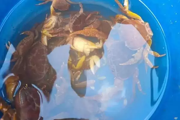 山螃蟹有没有寄生虫?判断山螃蟹有无寄生虫要了解哪些生物特性?插图1 山螃蟹有没有寄生虫?判断山螃蟹有无寄生虫要了解哪些生物特性?插图1