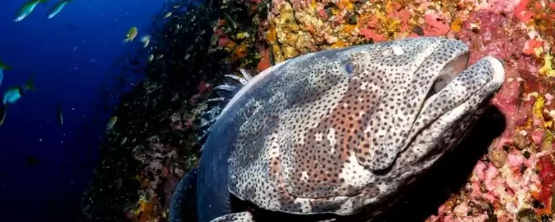 石斑鱼好吃吗?石斑鱼口感认知与养鱼关键细节?插图 石斑鱼好吃吗?石斑鱼口感认知与养鱼关键细节?插图