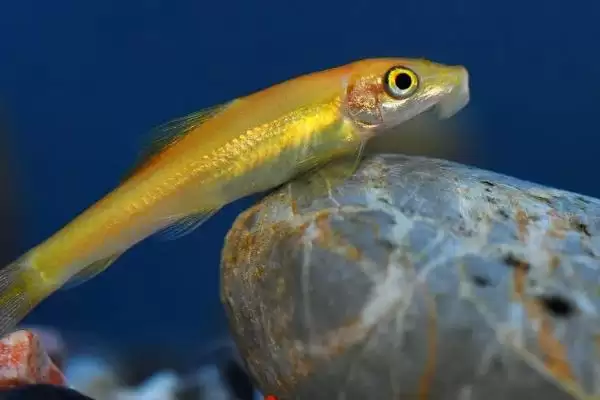 选择清理鱼缸粪便生物的方法和重点?选择清理鱼缸粪便生物要做好哪些细节?插图3 选择清理鱼缸粪便生物的方法和重点?选择清理鱼缸粪便生物要做好哪些细节?插图3