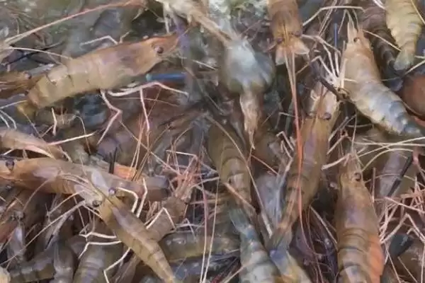 虾的品种的种类和要点？了解虾的品种需关注哪些关键内容？插图2