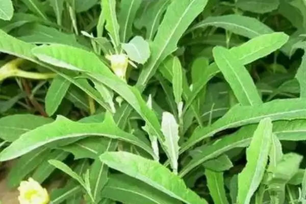 苦草的植物属性 ,苦草为什么是多年生植物呢?插图3 苦草的植物属性 ,苦草为什么是多年生植物呢?插图3