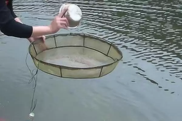 养虾的方法和重点?养虾要做好哪些细节?插图2 养虾的方法和重点?养虾要做好哪些细节?插图2