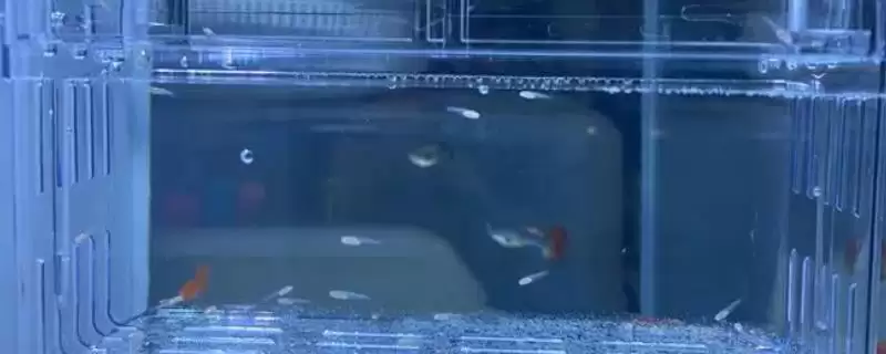 小孔雀鱼变色过程是怎样的?小孔雀鱼变色知识与养鱼重点细节分享?插图 小孔雀鱼变色过程是怎样的?小孔雀鱼变色知识与养鱼重点细节分享?插图