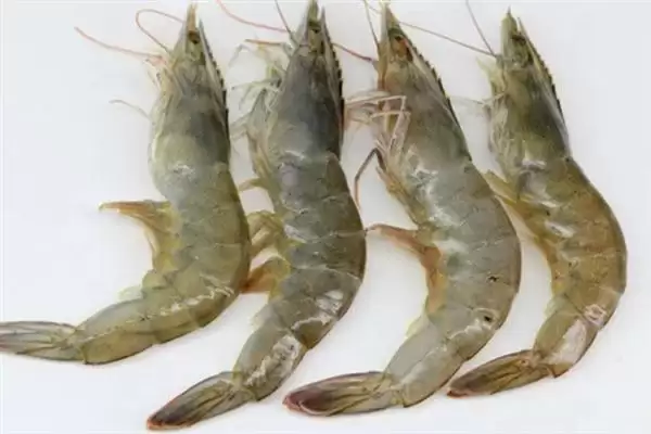 认识中国对虾的方法和重点？认识中国对虾要做好哪些细节？插图2