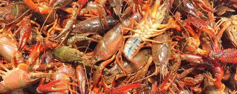 小龙虾危害的种类和要点？了解小龙虾危害需关注哪些关键信息？-会东网
