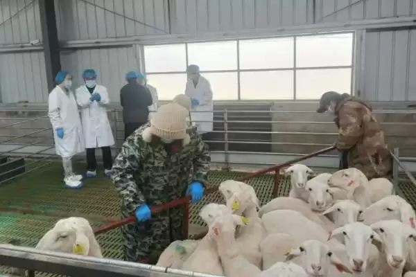 了解羊一年繁殖次数的方法和重点?了解羊一年繁殖次数要做好哪些细节?插图7 了解羊一年繁殖次数的方法和重点?了解羊一年繁殖次数要做好哪些细节?插图7