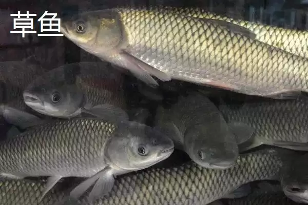 图片[4]-新关东鱼钩优缺点剖析？鱼钩选择与养鱼关键细节大盘点？-会东网