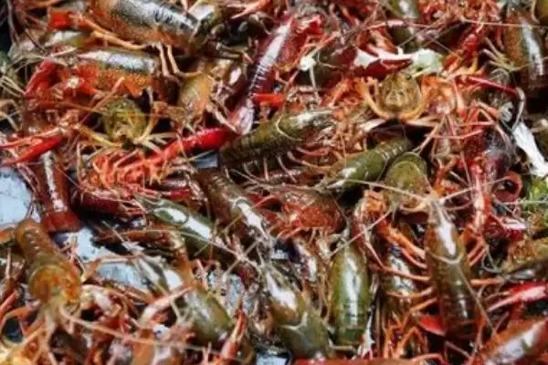 小龙虾收购价格的波动和要点?了解小龙虾收购价格需关注哪些市场因素?插图2 小龙虾收购价格的波动和要点?了解小龙虾收购价格需关注哪些市场因素?插图2