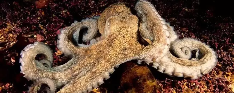 了解章鱼寿命的方法和重点？了解章鱼寿命要做好哪些细节？-会东网