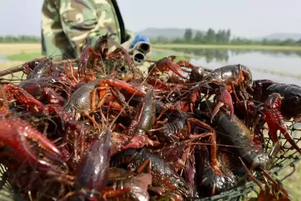 水体盐度对小龙虾有什么影响？了解水体盐度对小龙虾影响要知晓哪些生理要点？插图2