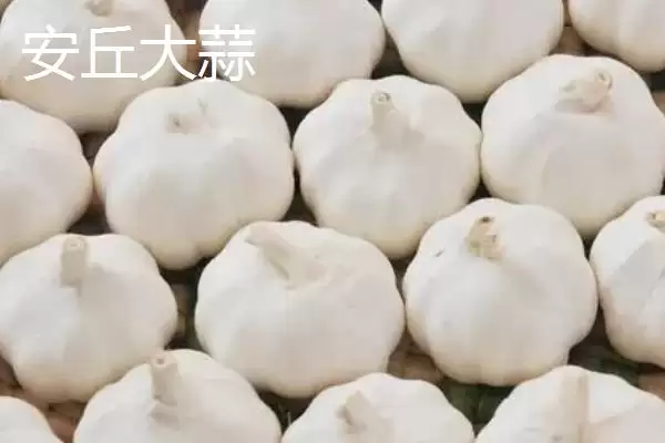 山东潍坊的特产？认识山东潍坊特产要了解哪些具有代表性的物产？插图4