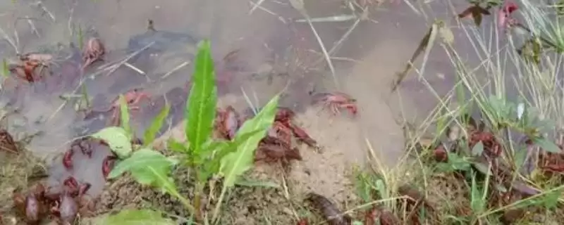 小龙虾缺氧原因以及怎么解决?小龙虾缺氧问题与养鱼关键细节分析?插图 小龙虾缺氧原因以及怎么解决?小龙虾缺氧问题与养鱼关键细节分析?插图