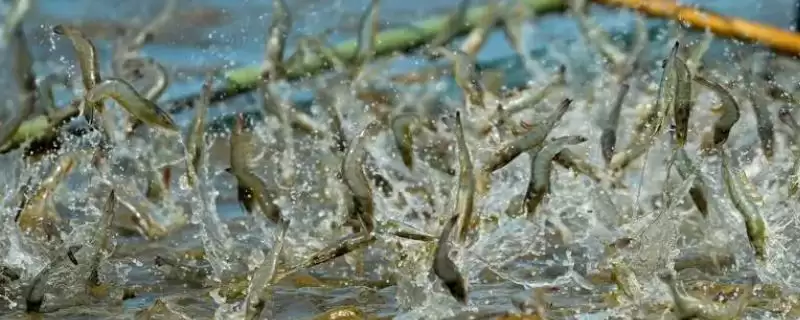 养虾的方法和重点?养虾要做好哪些细节?-会东网