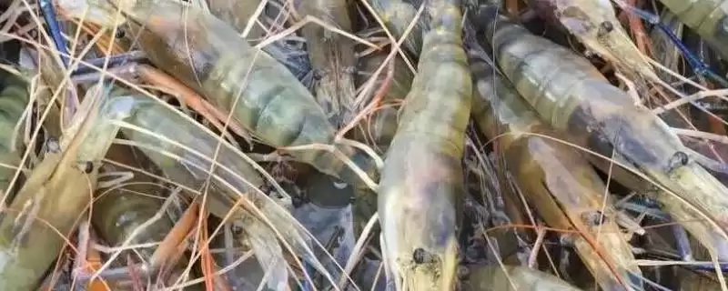 虾的品种的种类和要点？了解虾的品种需关注哪些关键内容？-会东网