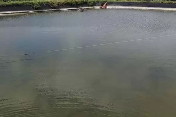虾塘水质发黑的处理方法和要点？处理虾塘水质问题需注意什么？插图3
