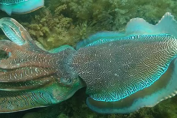 乌贼动物属性的要点和解读?解读乌贼动物属性需注意什么?插图4 乌贼动物属性的要点和解读?解读乌贼动物属性需注意什么?插图4