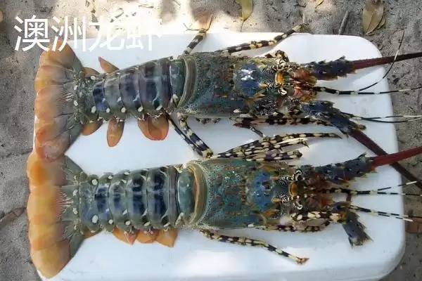 锦绣龙虾的产地 ,锦绣龙虾在我国主产于哪里呢插图3 锦绣龙虾的产地 ,锦绣龙虾在我国主产于哪里呢插图3