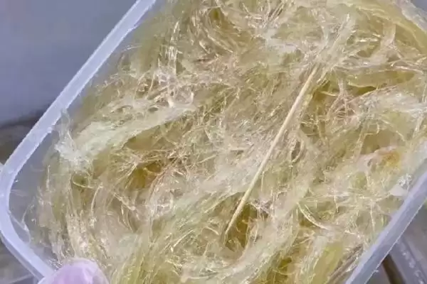 鱼翅怎么正确泡发?鱼翅泡发知识与养鱼重点细节?插图1 鱼翅怎么正确泡发?鱼翅泡发知识与养鱼重点细节?插图1