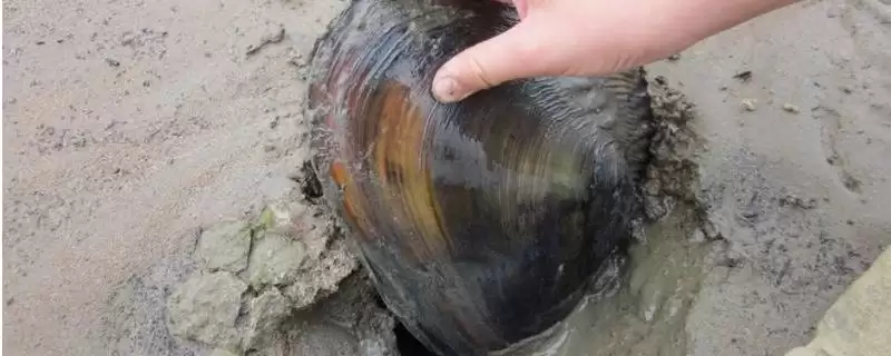 圆顶珠蚌产地在哪?圆顶珠蚌产地知识与养鱼要点?-会东网
