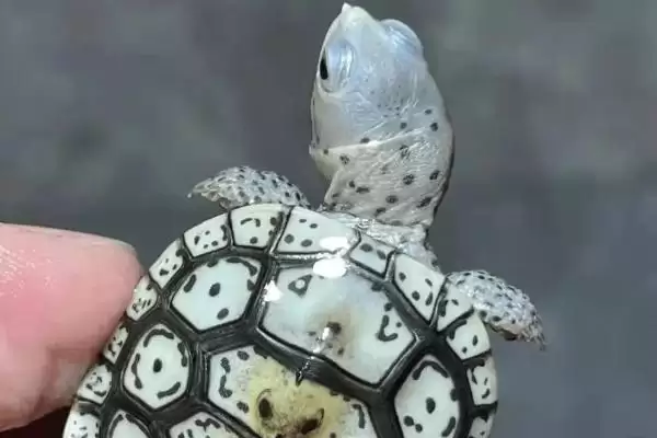 钻纹龟种类属性的要点和解读？解读钻纹龟种类需注意什么？插图3