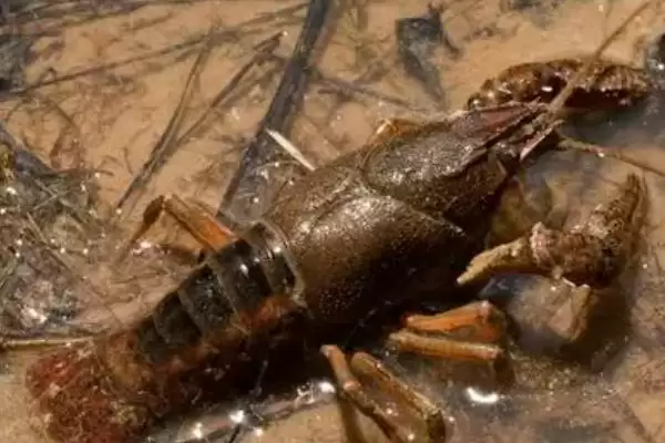 小龙虾发黑的原因和要点？分析小龙虾发黑原因需关注哪些方面？插图1