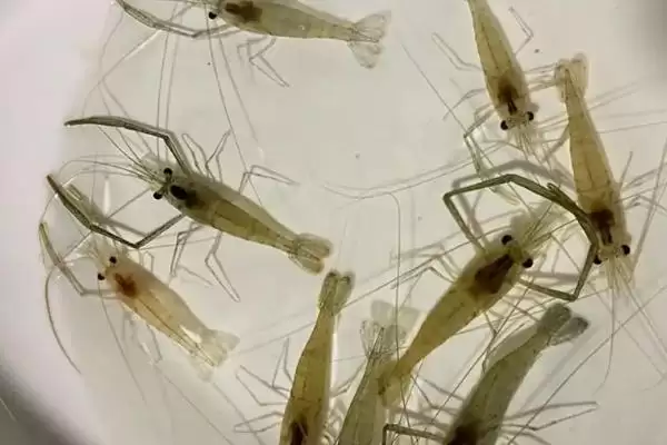 了解中华小长臂虾食物的方法和重点?了解中华小长臂虾食物要做好哪些细节?插图2 了解中华小长臂虾食物的方法和重点?了解中华小长臂虾食物要做好哪些细节?插图2