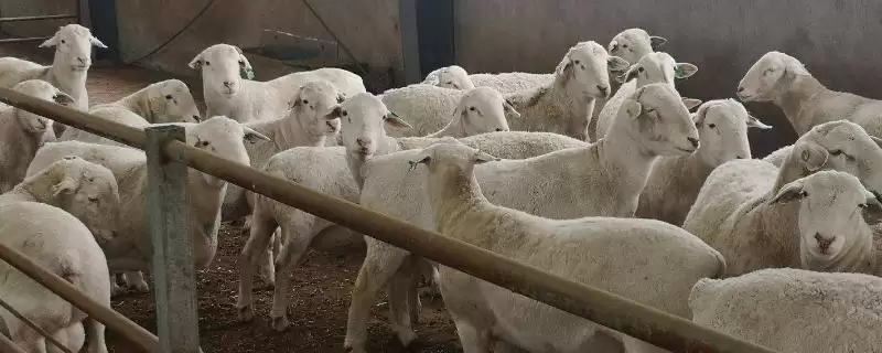 挑选种羊的方法和重点?挑选种羊要做好哪些细节?-会东网