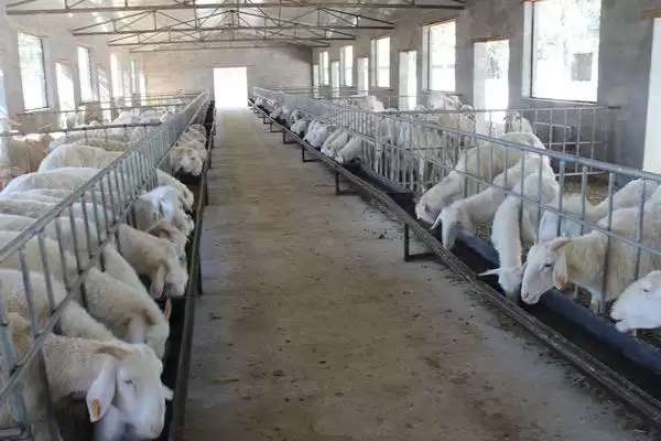 了解羊一年繁殖次数的方法和重点?了解羊一年繁殖次数要做好哪些细节?插图6 了解羊一年繁殖次数的方法和重点?了解羊一年繁殖次数要做好哪些细节?插图6