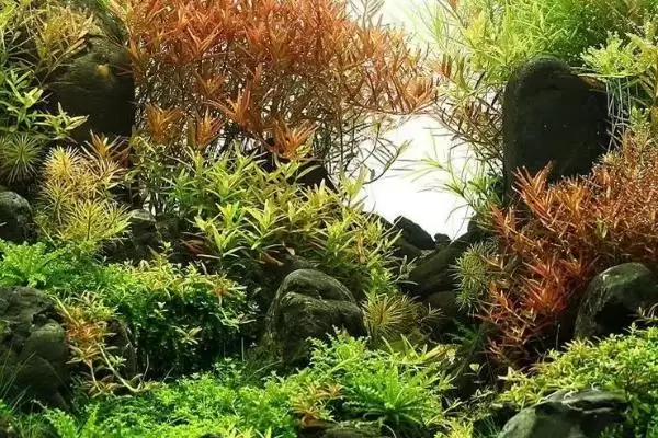 图片[5]-水罗兰水草好不好养？水罗兰水草养殖难度与养鱼要点？-会东网