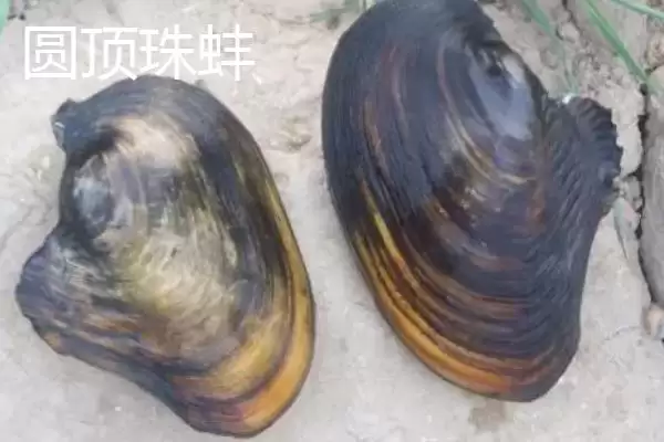 图片[7]-圆顶珠蚌产地在哪？圆顶珠蚌产地知识与养鱼要点？-会东网