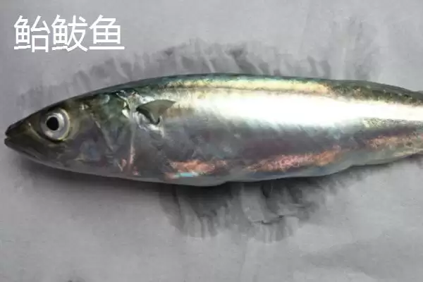 图片[4]-鲐鲅鱼和鲅鱼一样吗？鲐鲅鱼与鲅鱼辨别与养鱼关键细节？-会东网