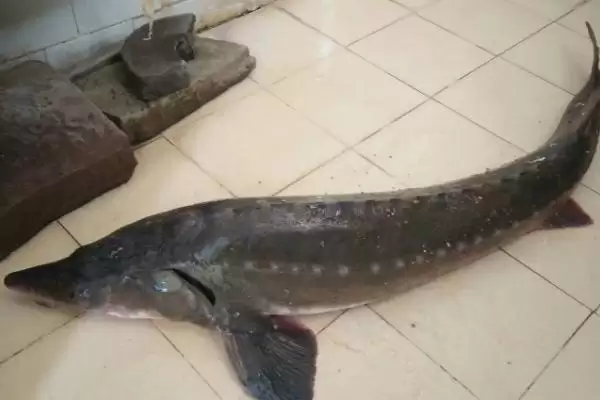 鲟鱼取鱼子酱后能活吗?鲟鱼养殖与养鱼关键要点?插图1 鲟鱼取鱼子酱后能活吗?鲟鱼养殖与养鱼关键要点?插图1