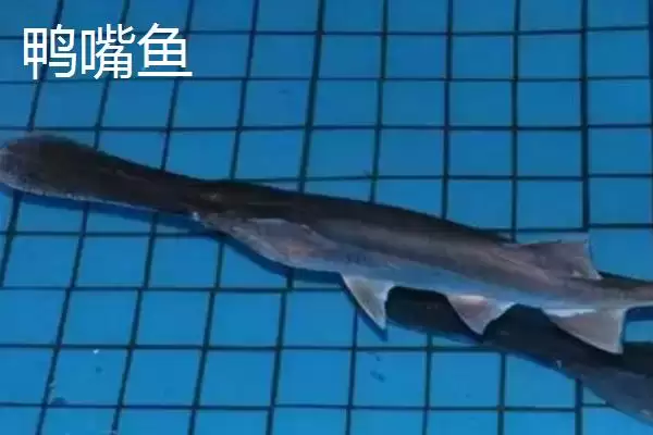 图片[3]-鸭嘴鱼和鳄雀鳝有何区别？鱼类区分与养鱼方法讲解？-会东网