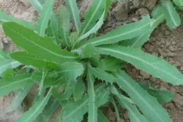 苦草的植物属性 ,苦草为什么是多年生植物呢?插图2 苦草的植物属性 ,苦草为什么是多年生植物呢?插图2