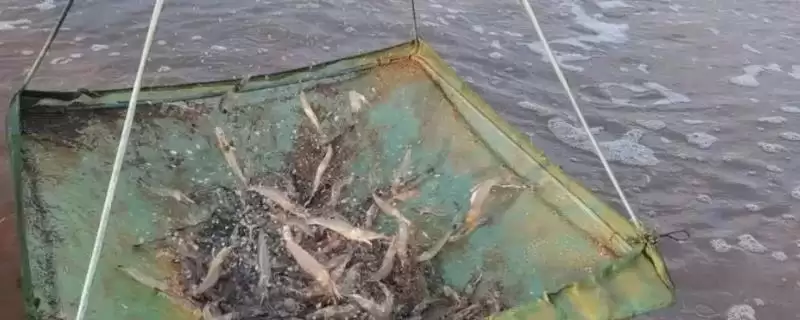 了解养虾过程中存在问题的方法和重点？了解养虾过程中存在问题要做好哪些细节？-会东网