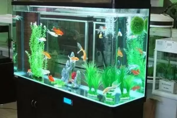 图片[2]-三湖慈鲷鱼缸开缸的方法是什么？三湖慈鲷鱼缸开缸方法与养鱼要点？-会东网