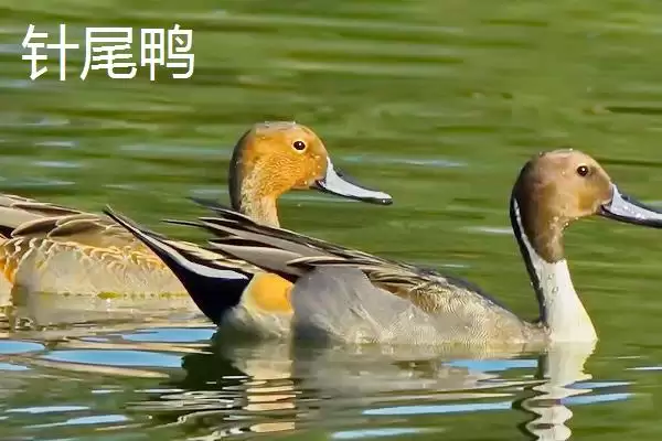 图片[6]-了解野鸭保护等级的方法和重点？了解野鸭保护等级要做好哪些细节？-会东网