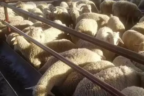 养羊注意问题的方法和重点?养羊注意问题要做好哪些细节?插图3 养羊注意问题的方法和重点?养羊注意问题要做好哪些细节?插图3