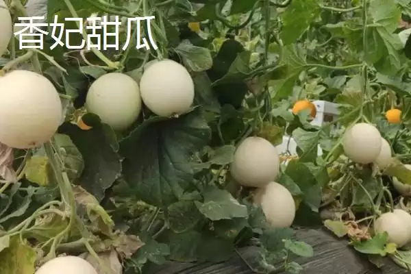 图片[2]-南方甜瓜种植品种优选：香妃、橙露、羊角蜜的种植指南-会东网