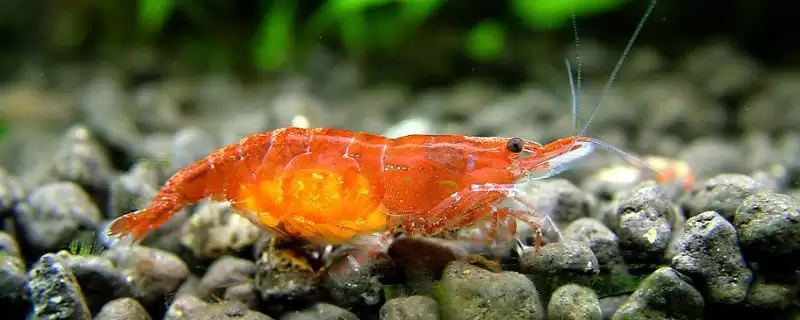 判断樱花虾抱卵是否需要隔离的方法和重点？判断樱花虾抱卵是否需要隔离要做好哪些细节？-会东网