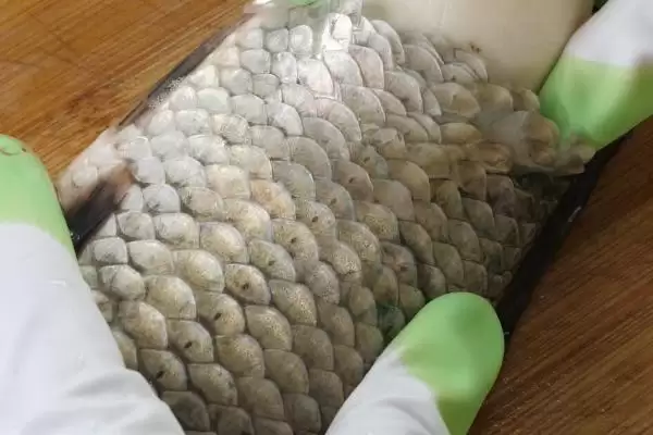 图片[3]-鱼的特征有哪些？鱼的特征认知与养鱼重点？-会东网