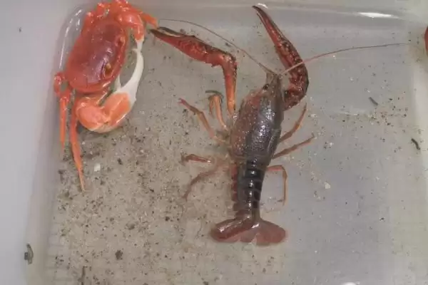 克氏原螯虾的产地 ,克氏原螯虾原产于哪及现状如何?插图3 克氏原螯虾的产地 ,克氏原螯虾原产于哪及现状如何?插图3