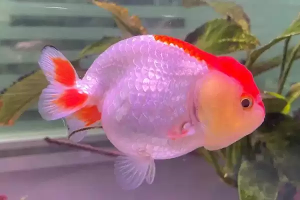 小金鱼能否晒太阳的要点和判断？判断小金鱼光照需求需注意什么？插图1