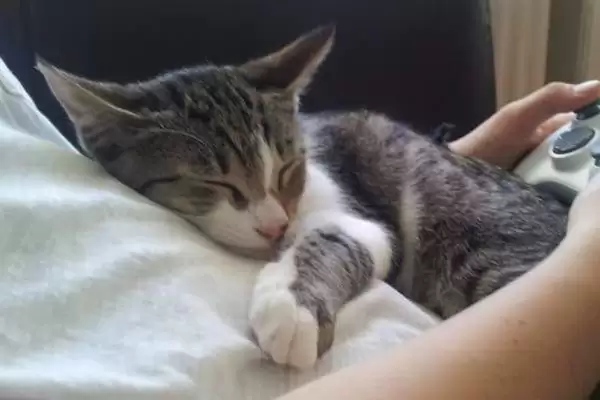 图片[2]-让猫咪粘人的方法和重点？让猫咪粘人要做好哪些细节？-会东网
