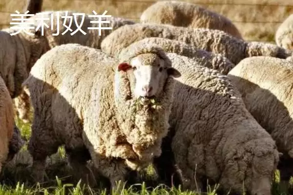 图片[12]-南方养羊品种推荐：黑山羊、南江黄羊、黄淮山羊的优势-会东网